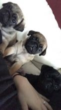 Pug Puppies , Pugs available , Beautiful Pug puppies Image eClassifieds4U