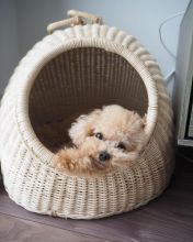 🟥🍁🟥 CANADIAN TOY POODLE PUPPIES AVAILABLE 🟥🍁🟥 Image eClassifieds4u 2