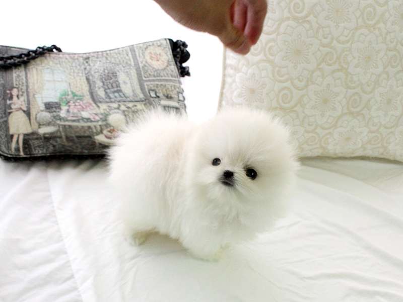 T cup Pomeranian puppies 🐶🐶 Available Contact our email only Image eClassifieds4u