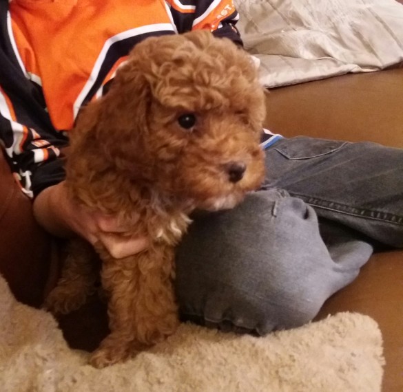 Toy Poodle puppies available Contact our email only Image eClassifieds4u