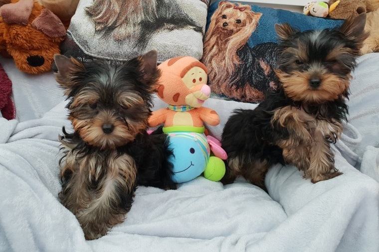 Yorkie Terrier puppies for Yorkie lovers Image eClassifieds4u