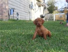 12 weeks old Vizsla puppies for your homes contact now