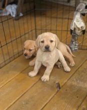 Beautiful Labrador Retriever Puppies Ready For Adoption