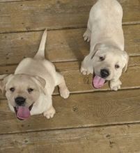 Beautiful Labrador Retriever Puppies Ready For Adoption
