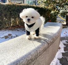 Beautiful Teacup Maltese Puppy For Adoption