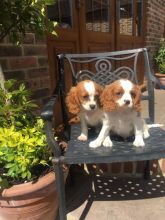 Cavalier King Charles puppies for special homes