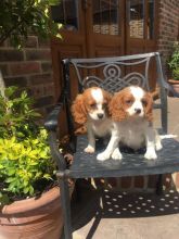 Cavalier King Charles puppies for special homes ready to go