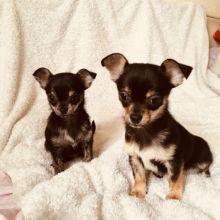 Chihuahua puppies for special homes
