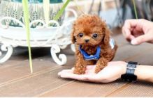 Cute Toy Poodle Puppies for Adoption