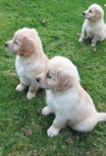 Golden Retriever puppies 🐶 ready to go
