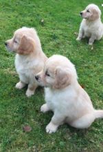 Golden Retriever puppies 🐶