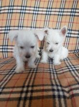Gorgeous West Highland Terrier puppies for great families
