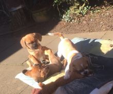 Healthy and adorable Puggle puppies for adoption.