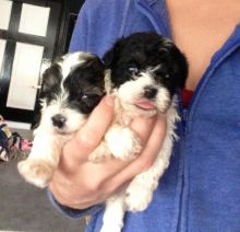Intelligent ShihPoo Puppies for adoption ready to go