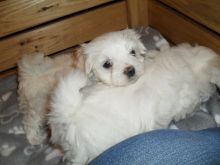 Male and female Maltese Pups . Maltese or puppy lovers contact