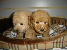 Male and female Toy Poodle ready to go