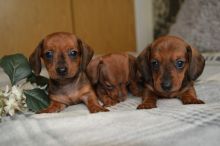 Miniature Dachshund Puppies ( Insist on your Miniature dachshund pups )