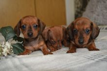 Miniature Dachshund Puppies ( Insist on your Miniature dachshund pups ) ready to go
