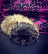 Pekingese for Pekingese lovers and Puppies for great homes
