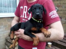 Pure Doberman puppies for Doberman lover contact now