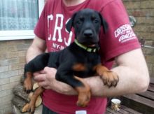 Pure Doberman puppies for Doberman lover contact now ready to go