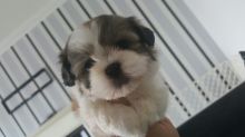 Shih Tzu puppies Ready for adoption .