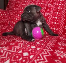 Staffordshire Bull Terrier For your homes
