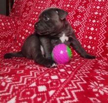 Staffordshire Bull Terrier For your homes ready to go