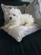 Sweet and Healthy Bichon Frise Puppies ready to go
