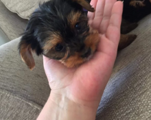 Yorkie Terrier Puppies For adoption.