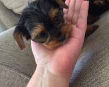 Yorkie Terrier puppies for Yorkie lovers