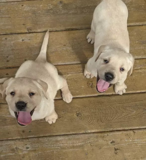 Beautiful Labrador Retriever Puppies Ready For Adoption Image eClassifieds4u