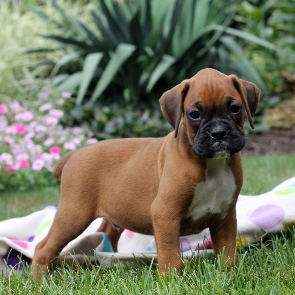 Boxer Pups for adoption & for great homes available now Image eClassifieds4u