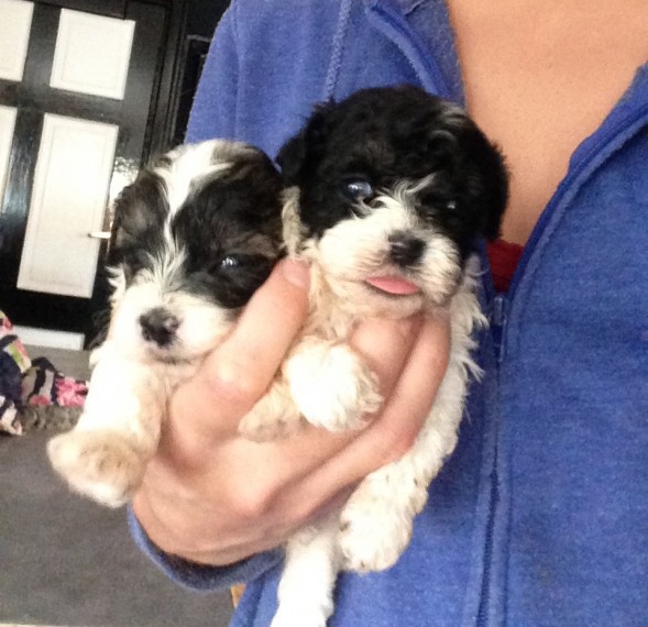 Intelligent ShihPoo Puppies for adoption ready to go Image eClassifieds4u