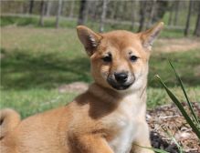 Black and Tan / Red Shiba Inu puppies for adoption ready to go Image eClassifieds4U