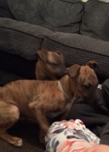Whippet puppies ready to go Contact our email only Image eClassifieds4U