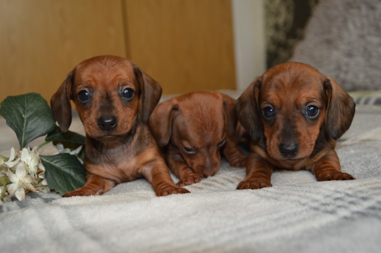 Miniature Dachshund Puppies ( Insist on your Miniature dachshund pups ) Image eClassifieds4u