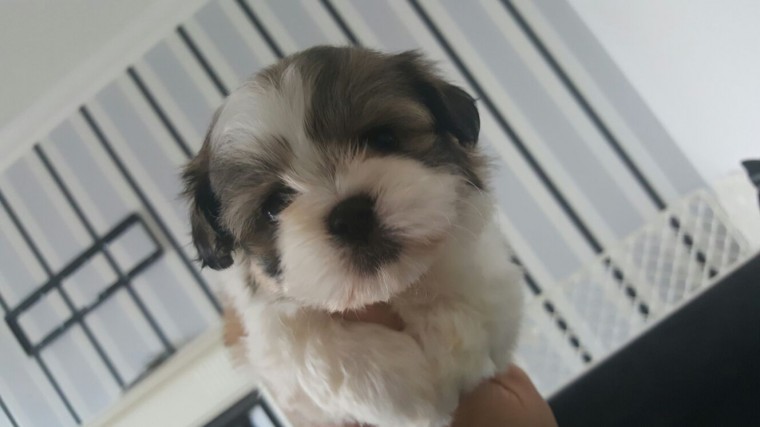 Shih Tzu puppies Ready for adoption . ready to go Image eClassifieds4u