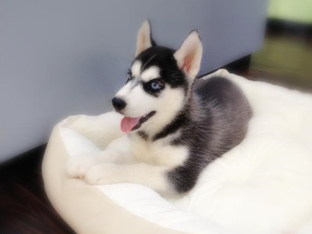 Siberian Husky puppies to Pick Up contact now ready to go Image eClassifieds4u
