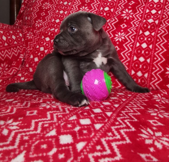 Staffordshire Bull Terrier For your homes ready to go Image eClassifieds4u