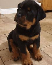 Beautiful rottweiller puppies for adoption