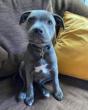 cute and adorable American blue nose pit-bull for adoption