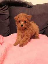 Cute and Healthy Toy Poodle Puppies for New Homes 💕Delivery possible🌎