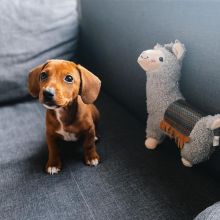 lovely daschund puppies for adoption