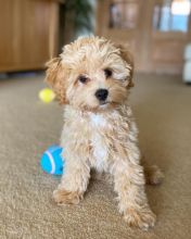 Smart maltipoo puppies for adoption.