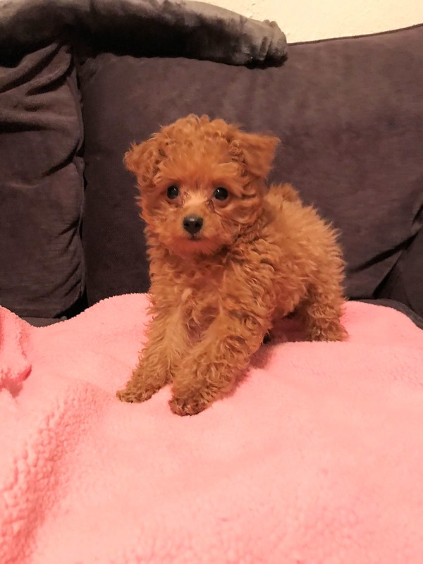 Cute and Healthy Toy Poodle Puppies for New Homes 💕Delivery possible🌎 Image eClassifieds4u