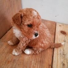 Adorable Female Cavapoo Puppy Up For Adoption