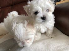 Male and Female Maltese Puppies.