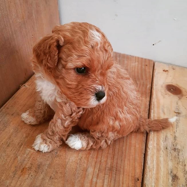 Adorable Female Cavapoo Puppy Up For Adoption Image eClassifieds4u