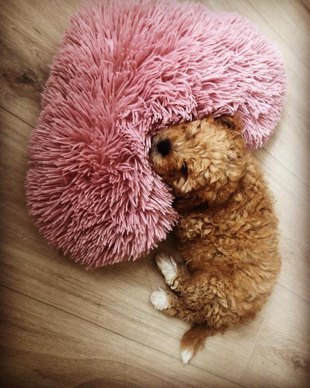 Adorable Female Cavapoo Puppy Up For Adoption Image eClassifieds4u